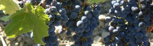 Wine-Tasting Languedoc, France