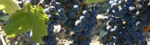 Wine tasting & vineyard tours, Languedoc, south of France
